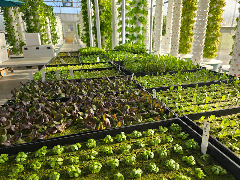 Seedlings