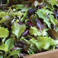 5 Star Spring Mix