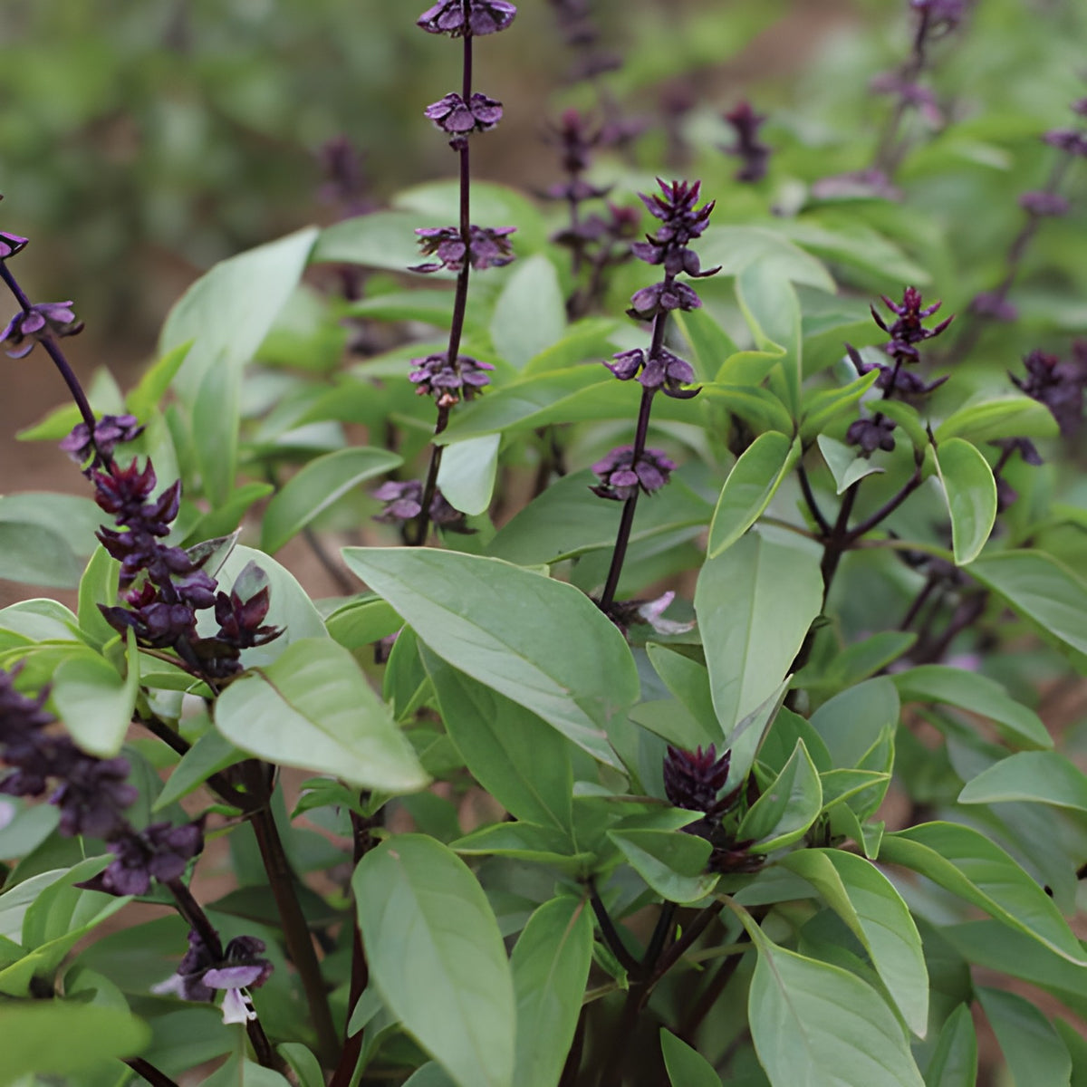 Basil – thai (Seedling)
