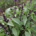 Basil - thai