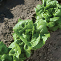 Bibb Lettuce