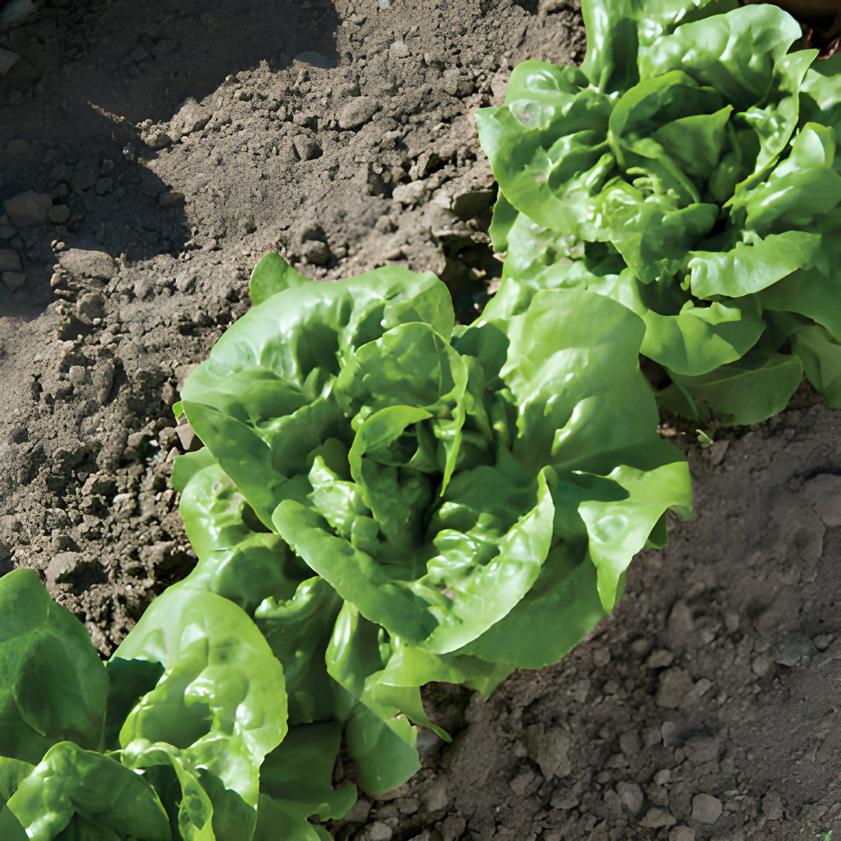 Bibb Lettuce