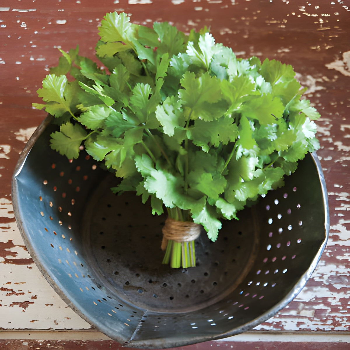 Cilantro