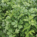 Flat Leaf Parsley