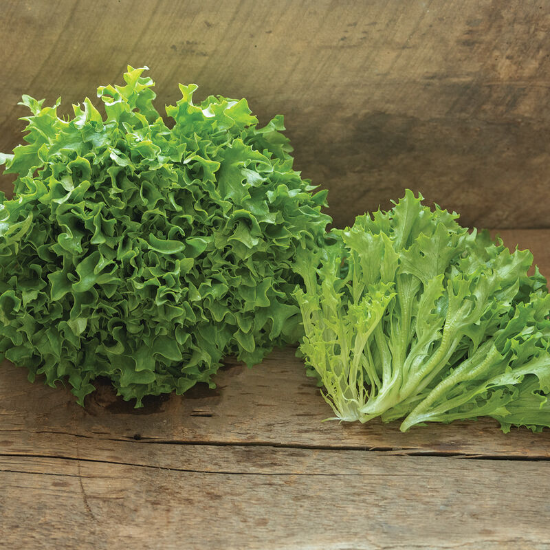 Frisee lettuce (Seedling)