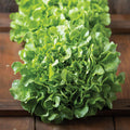 Green Oak Leaf Lettuce (Seedling)