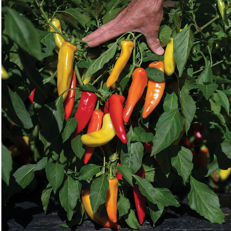 Hot peppers
