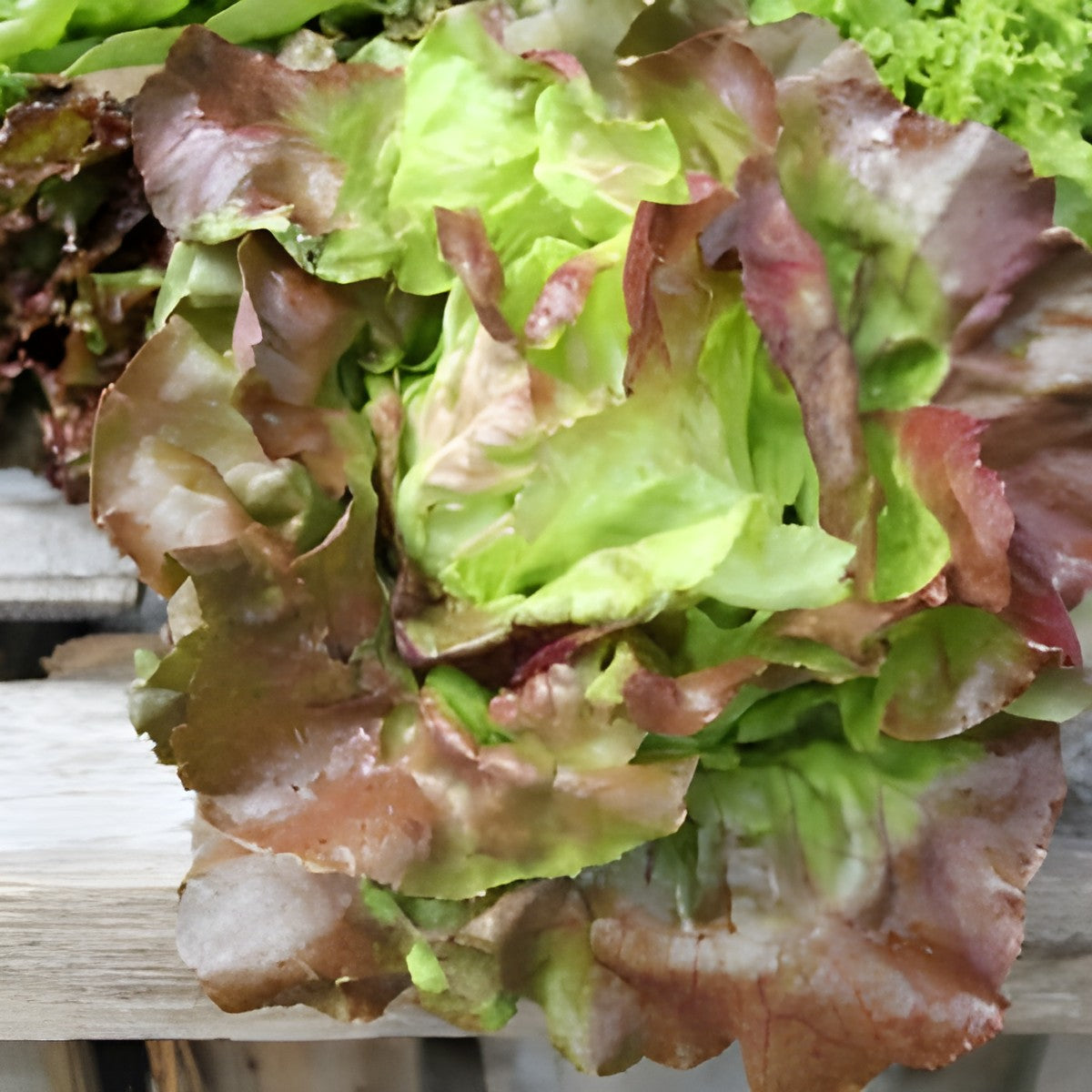 Lettuce, Oak Leaf, Red