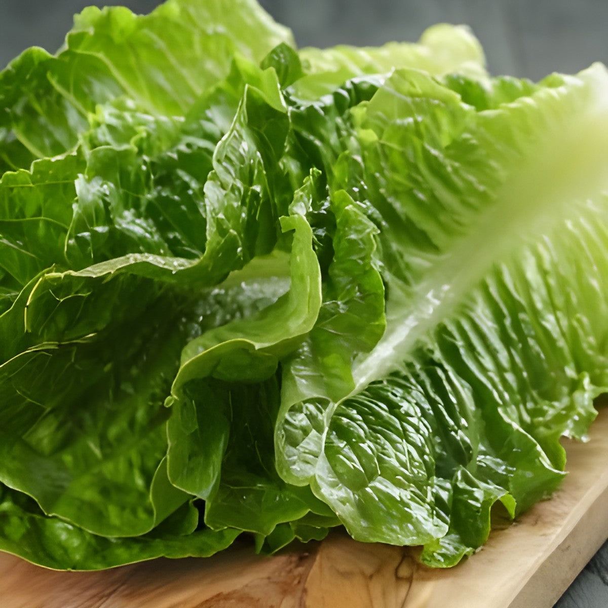 Lettuce, Romaine