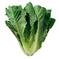 Romaine Lettuce