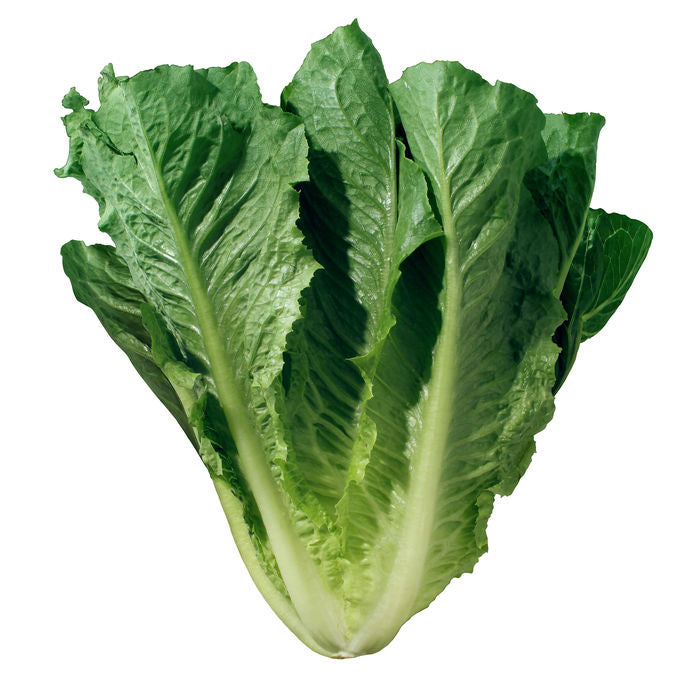 Romaine Lettuce