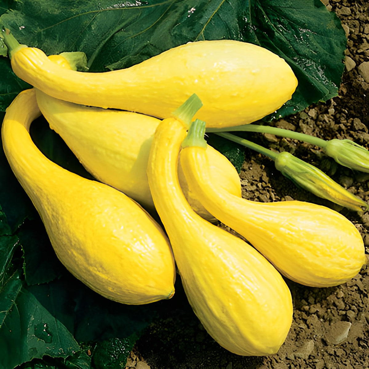 Squash