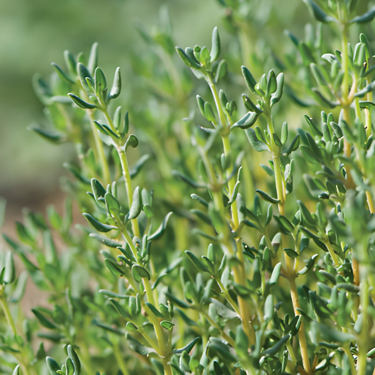 Thyme