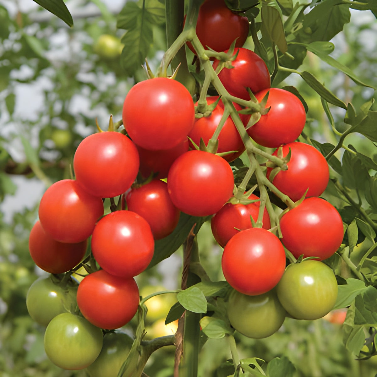 Tomatoes-sakura