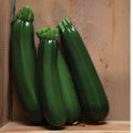 Zucchini