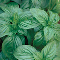 Herb, Basil