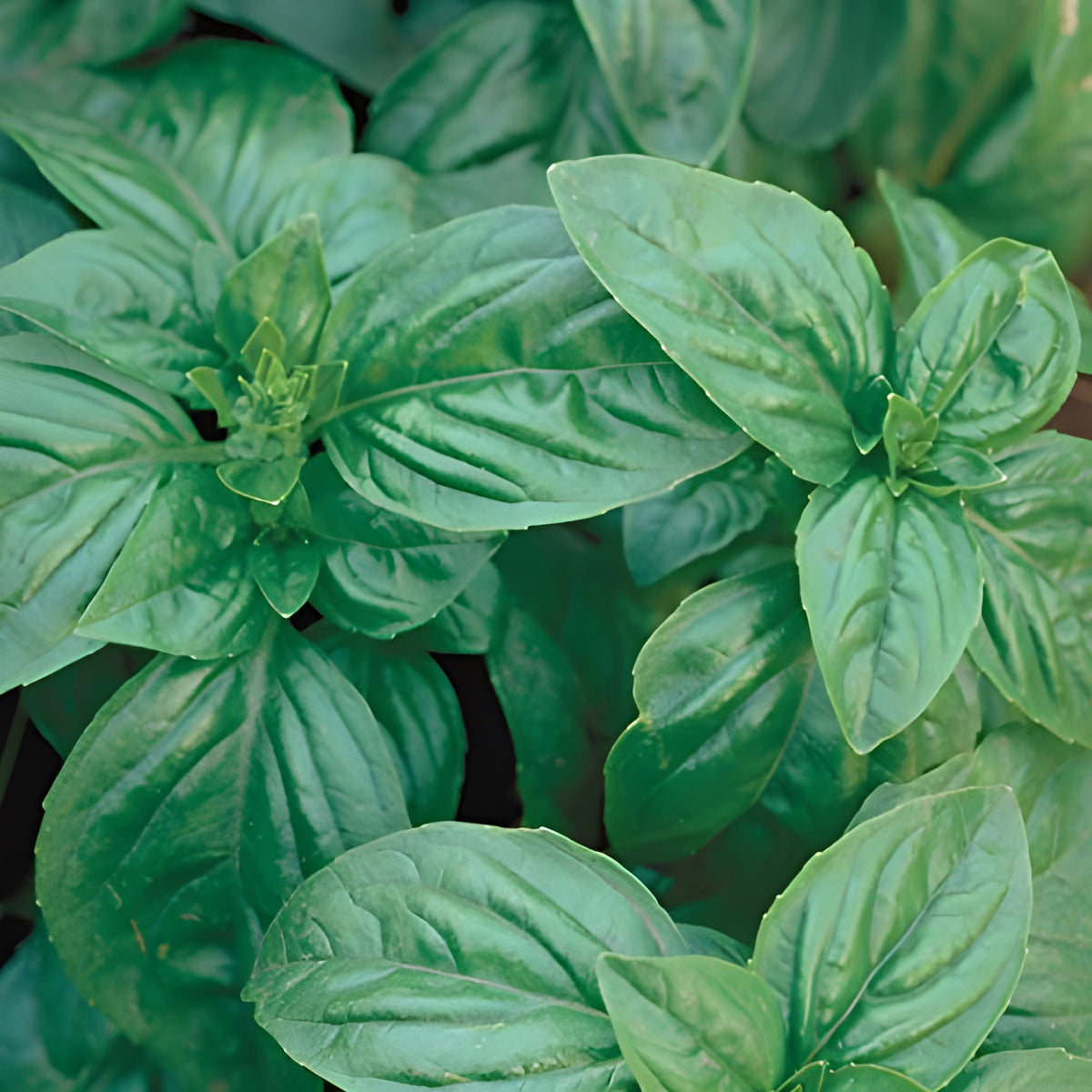 Herb, Basil